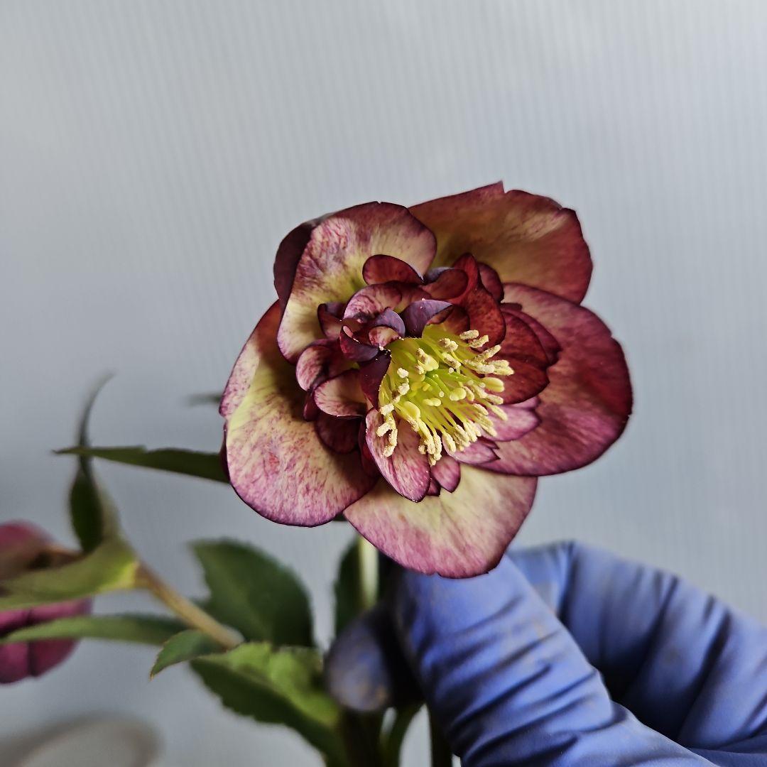 みぃ様お取り置き苗㉖-260クリスマスローズ