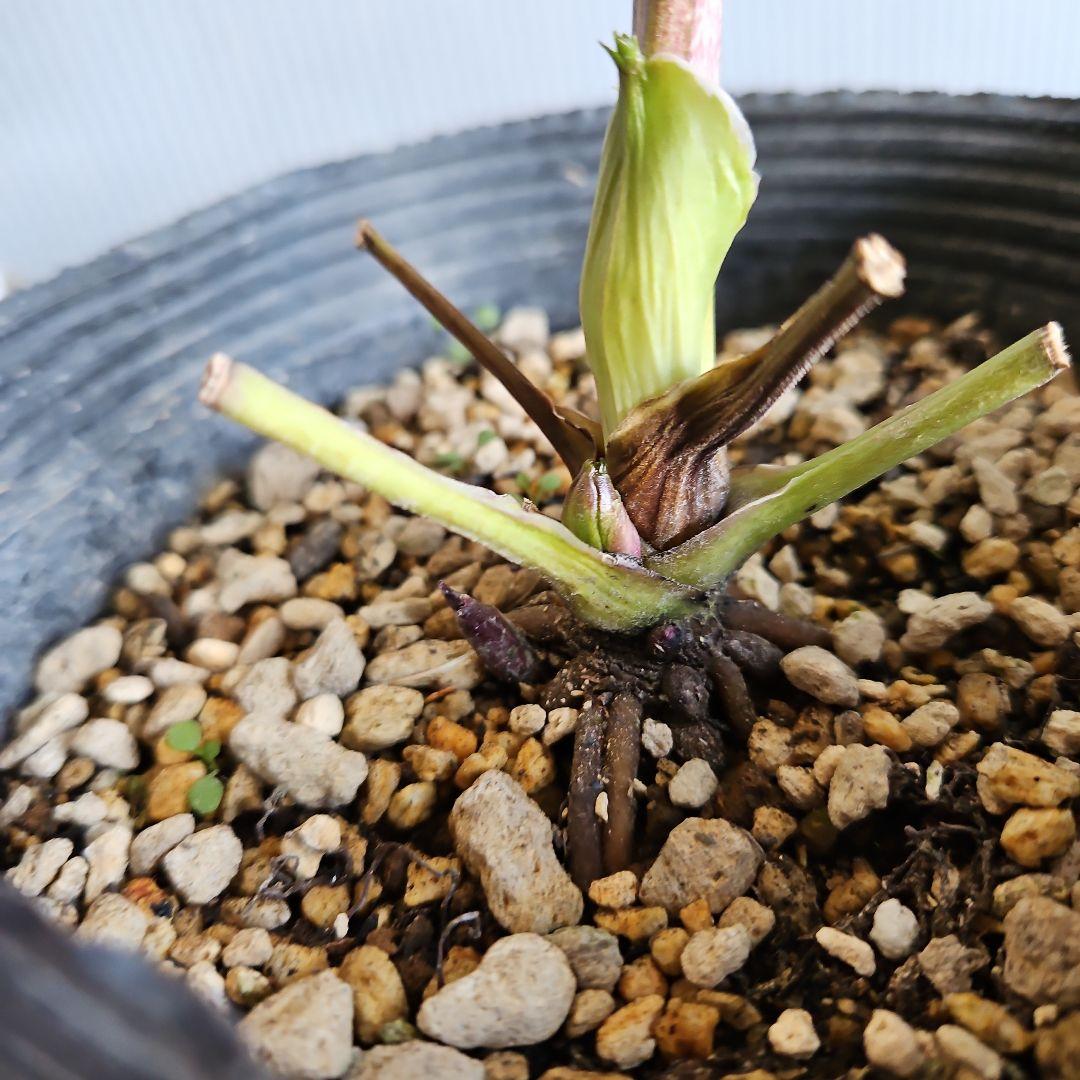 みぃ様お取り置き苗㉖-260クリスマスローズ