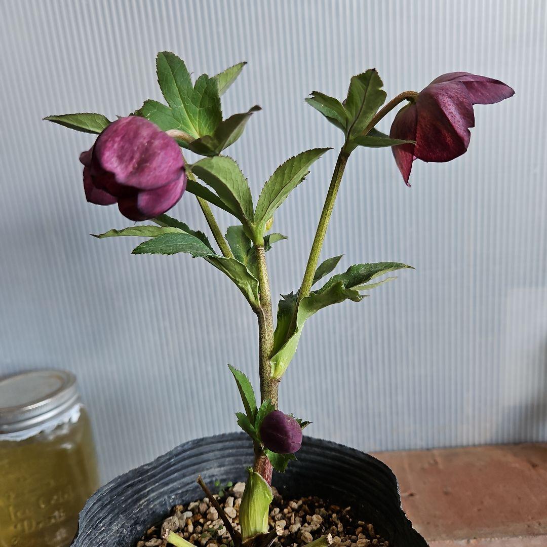 みぃ様お取り置き苗㉖-260クリスマスローズ