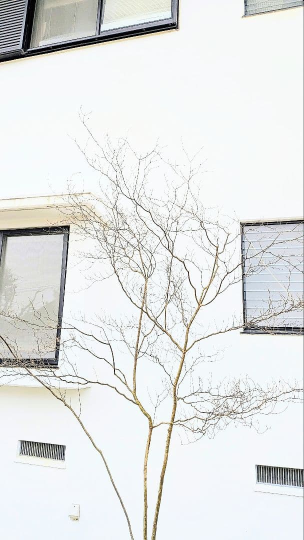 降臨。山採りドウダンツツジ。