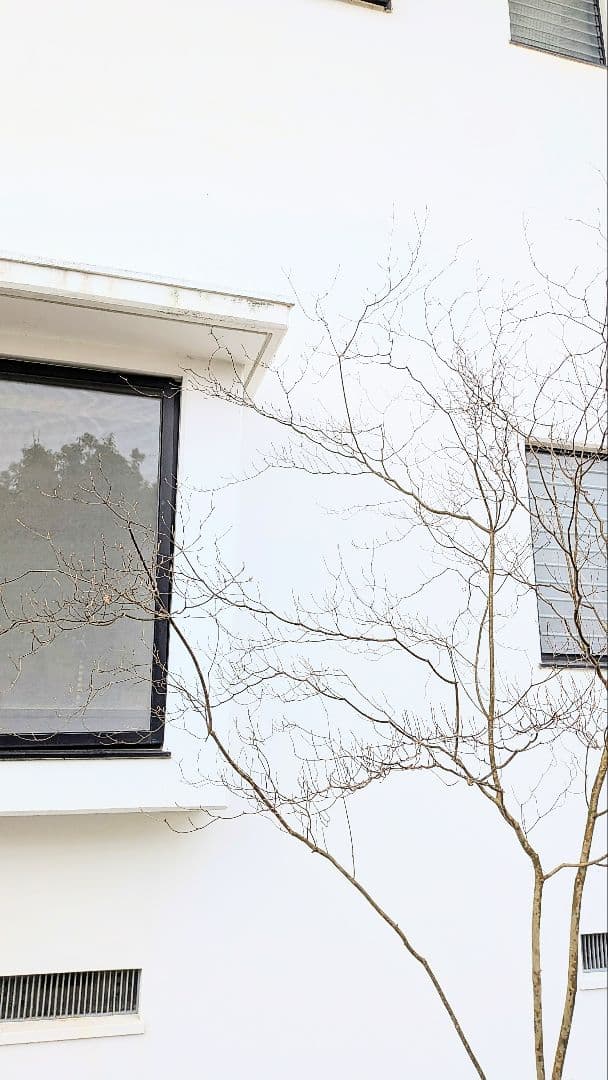 降臨。山採りドウダンツツジ。