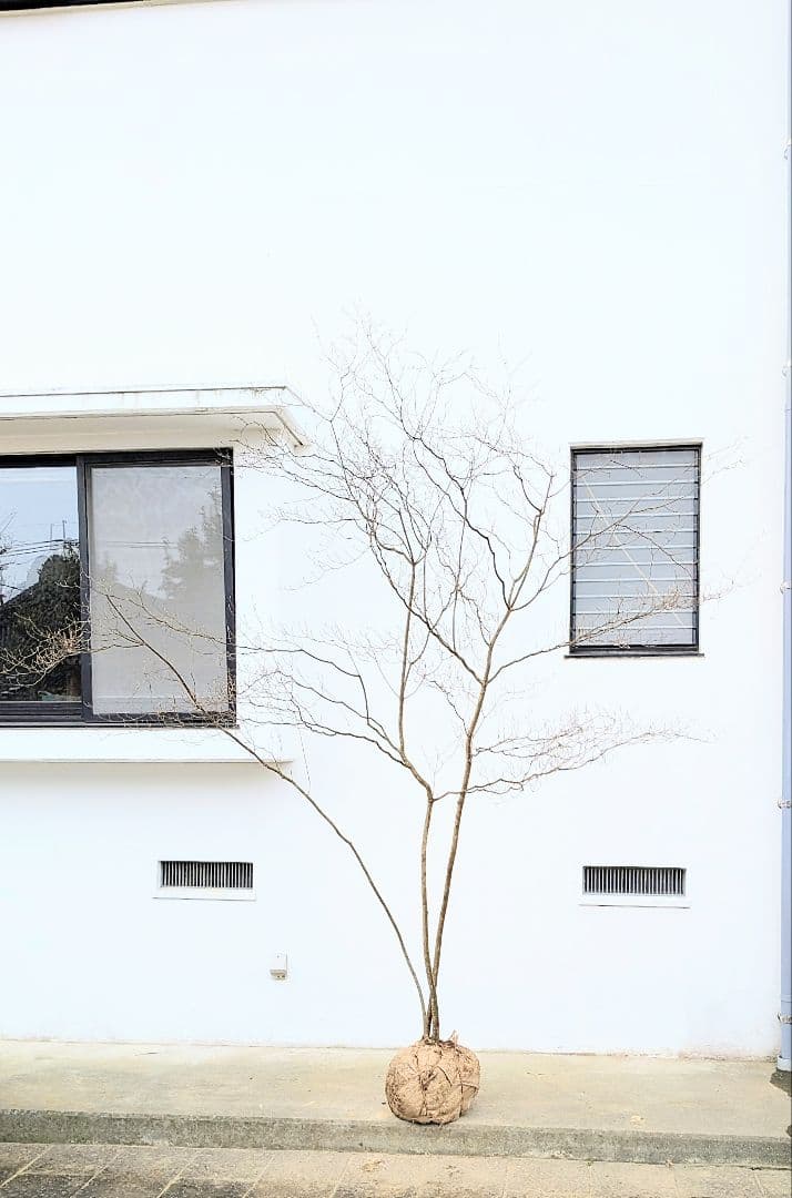 降臨。山採りドウダンツツジ。