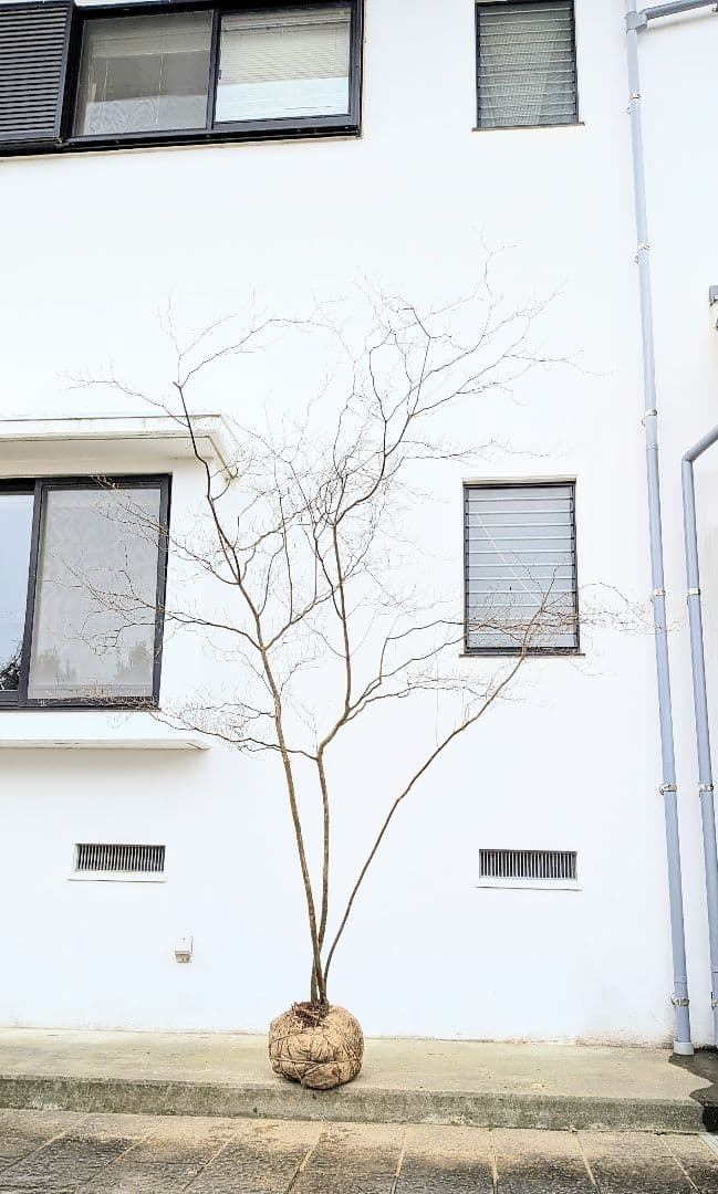 降臨。山採りドウダンツツジ。