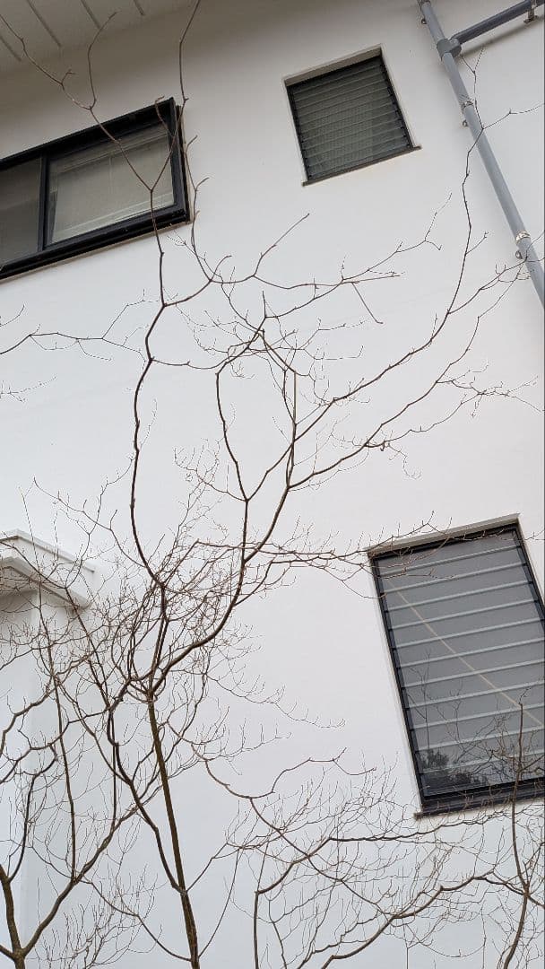 降臨。山採りドウダンツツジ。