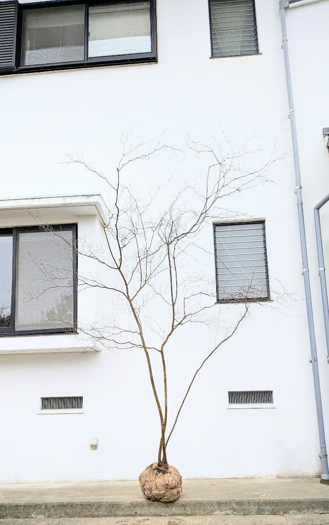 降臨。山採りドウダンツツジ。