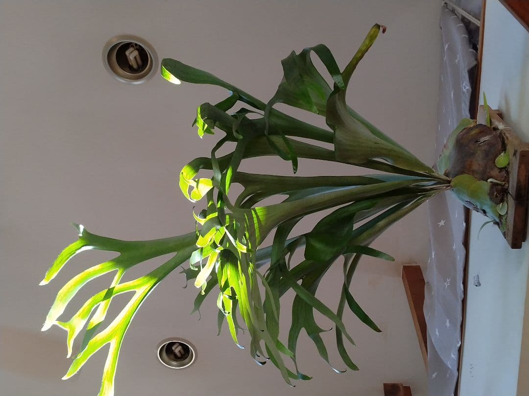 ビカクシダ 板付 観葉植物