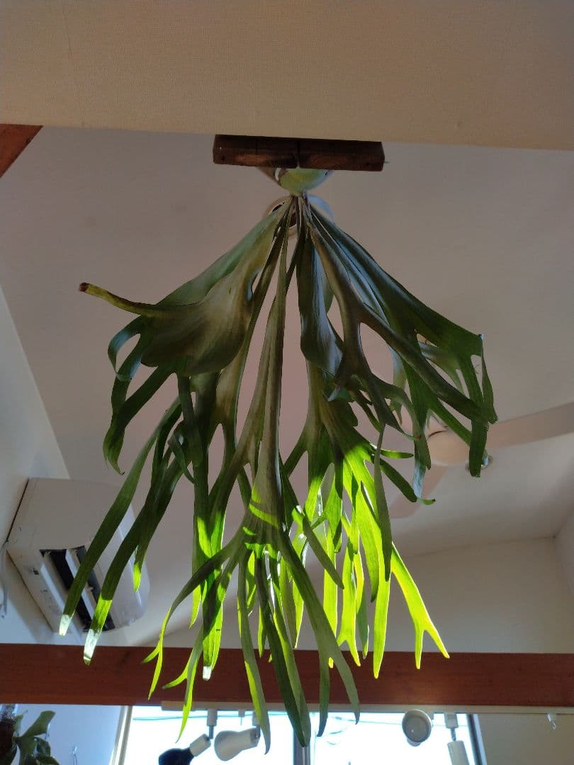 ビカクシダ 板付 観葉植物