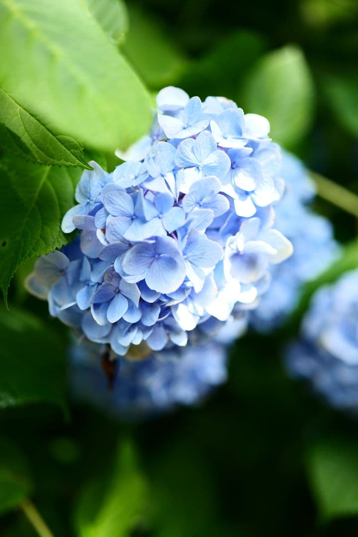 Lumix S 50mm F1.8 Lマウント