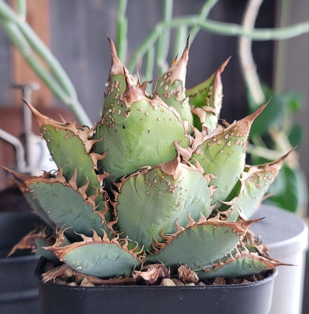 金蟾　親株　アガベ