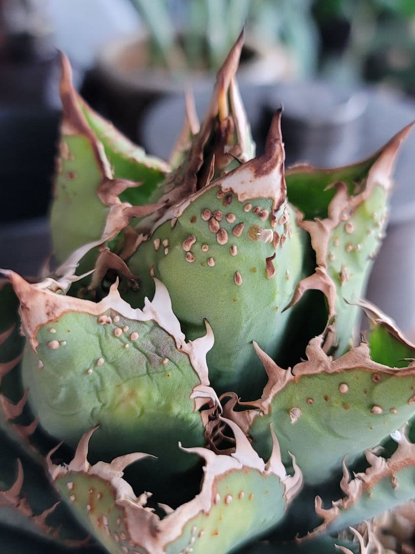 金蟾　親株　アガベ