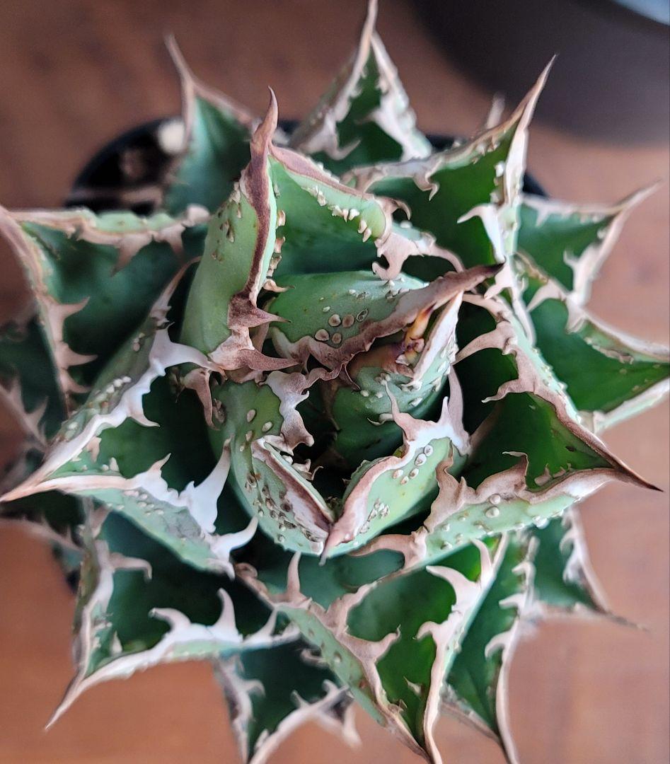 金蟾　親株　アガベ