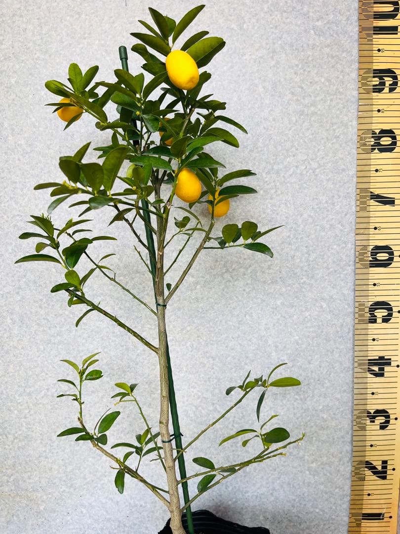 4年生　果実つき　キンカンライム接木苗／ハイブリッドライム　樹高90cm