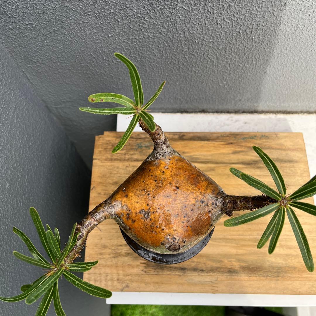 美形　赤肌グラキリス　手乗りタイプ　発根済み