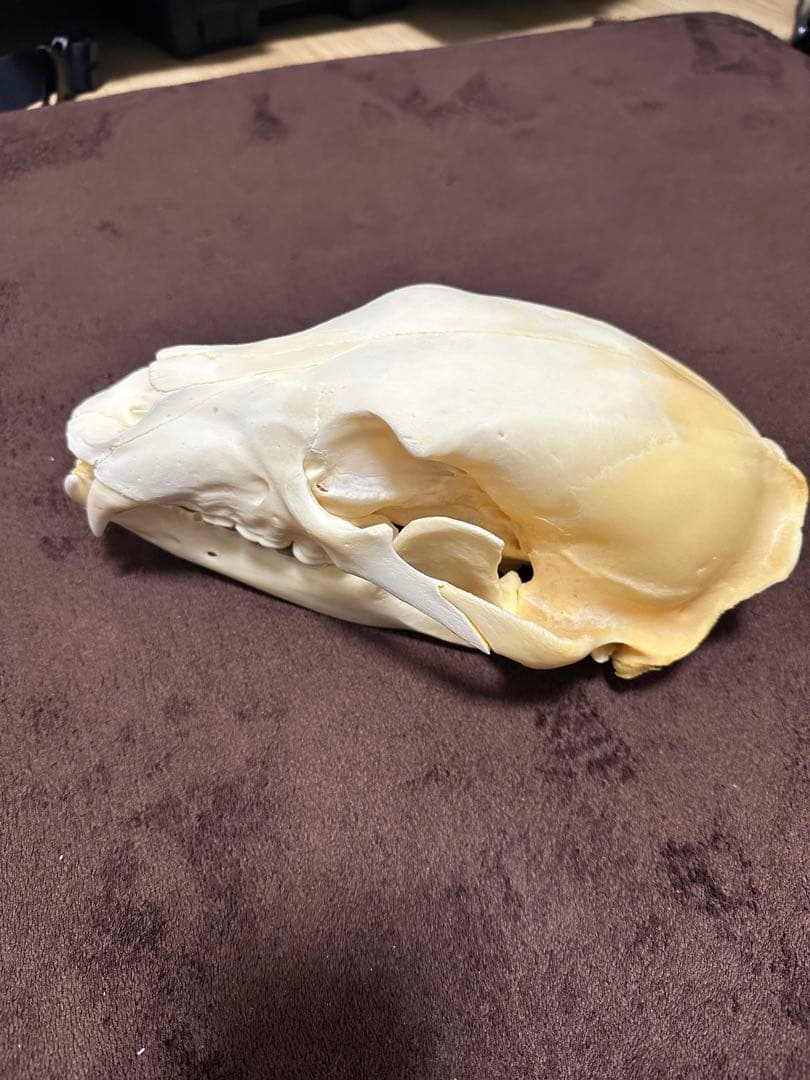 ヒグマ頭骨　書類付き　エゾヒグマ　骨格　標本　頭骨