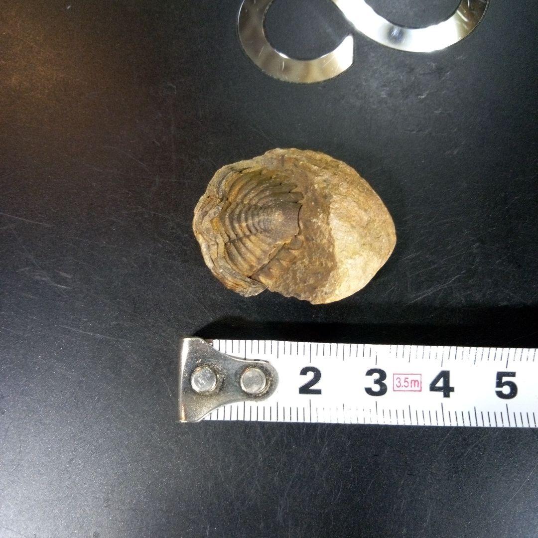 三葉虫　化石　fossil　海　ボリビア産　trilobite　海生動物網②