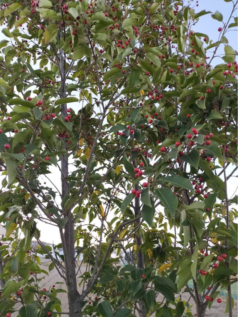 ソヨゴ メス 株立ち 6本立ち (実 すずなり)