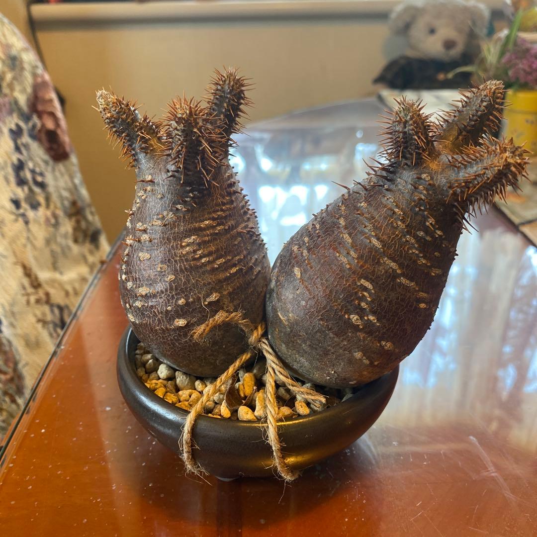 グラキリス 2頭 赤肌 良型 現地球