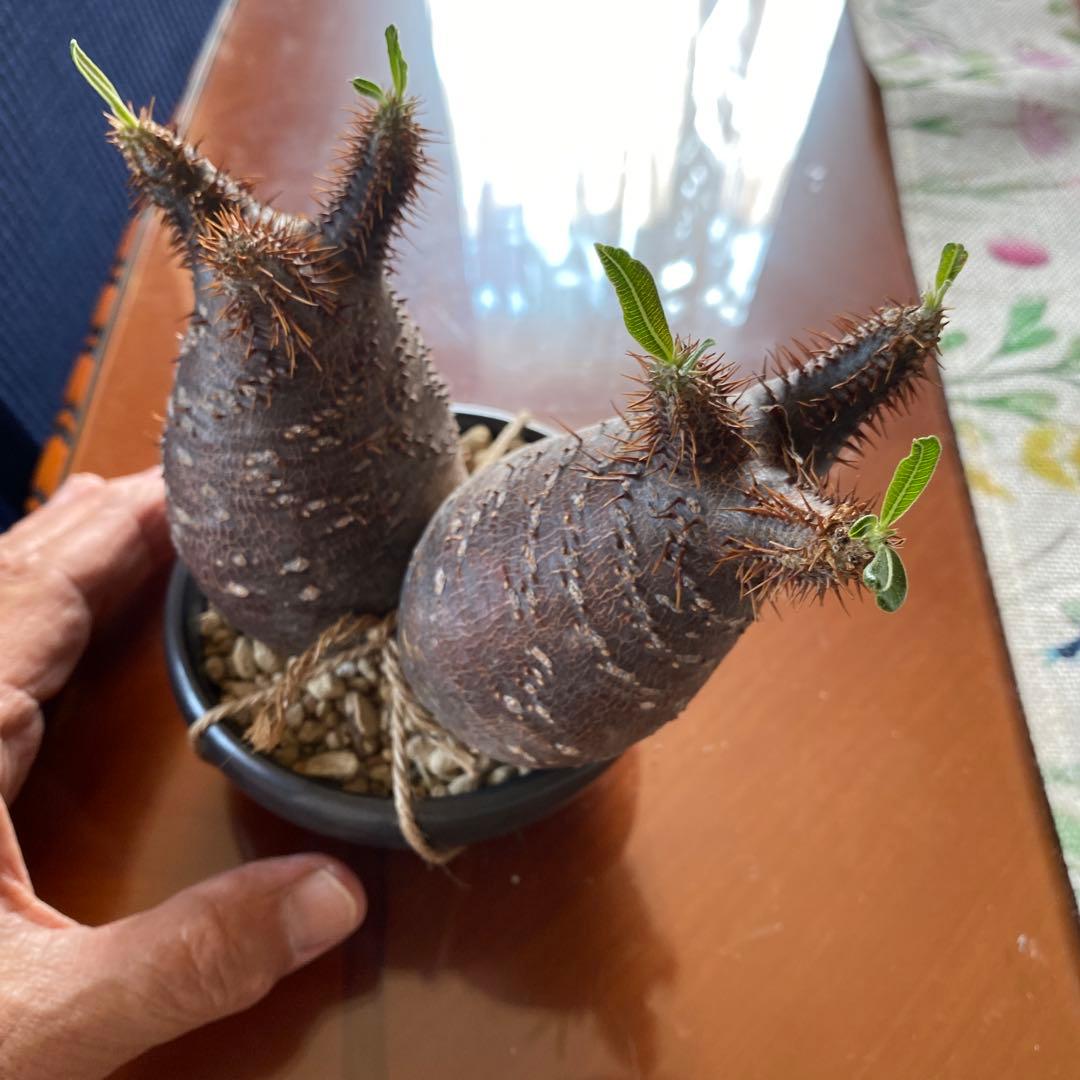 グラキリス 2頭 赤肌 良型 現地球