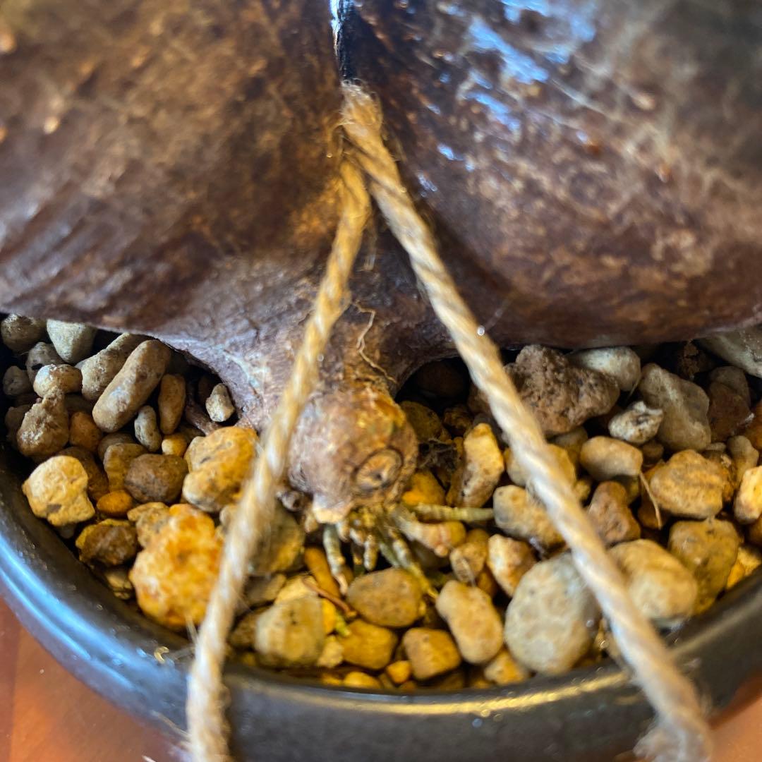 グラキリス 2頭 赤肌 良型 現地球