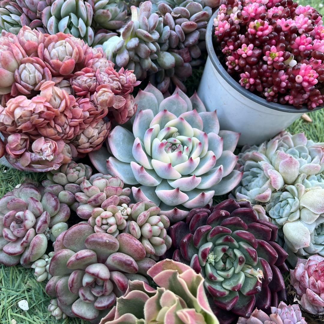 2026多肉福袋　豪華12苗