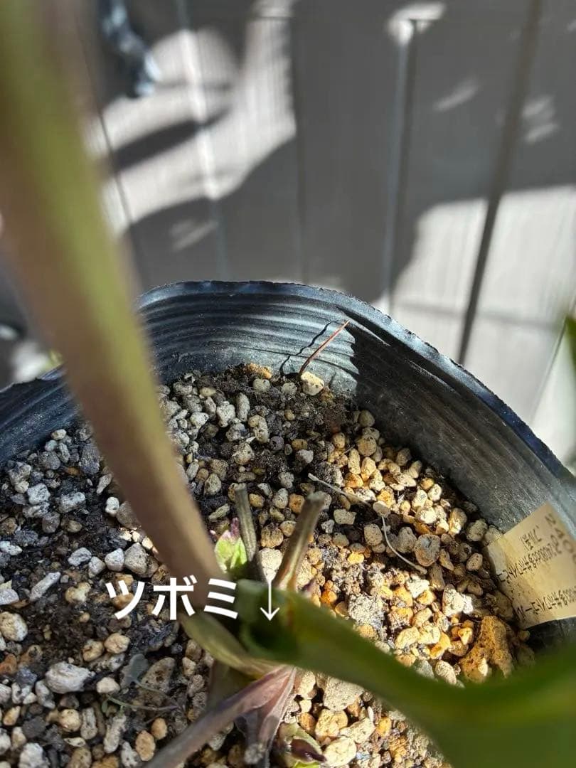 ♡認定♡アフロディーテ　極上整形花！！