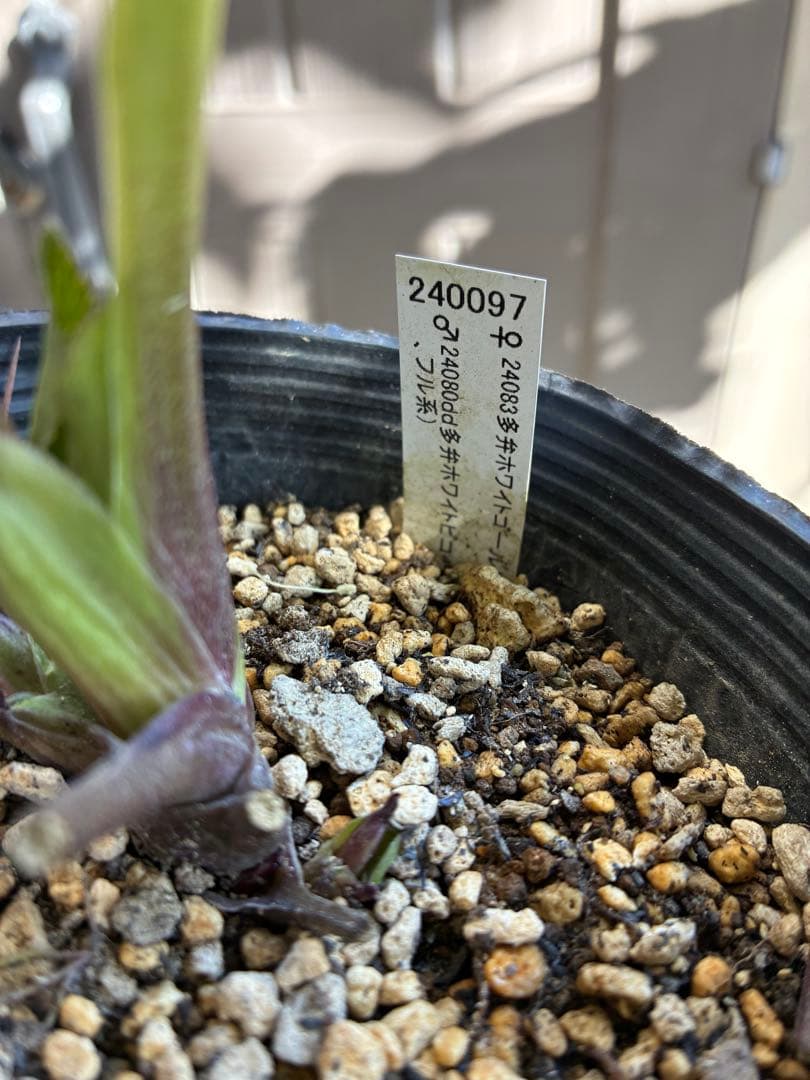 ♡認定♡アフロディーテ　極上整形花！！