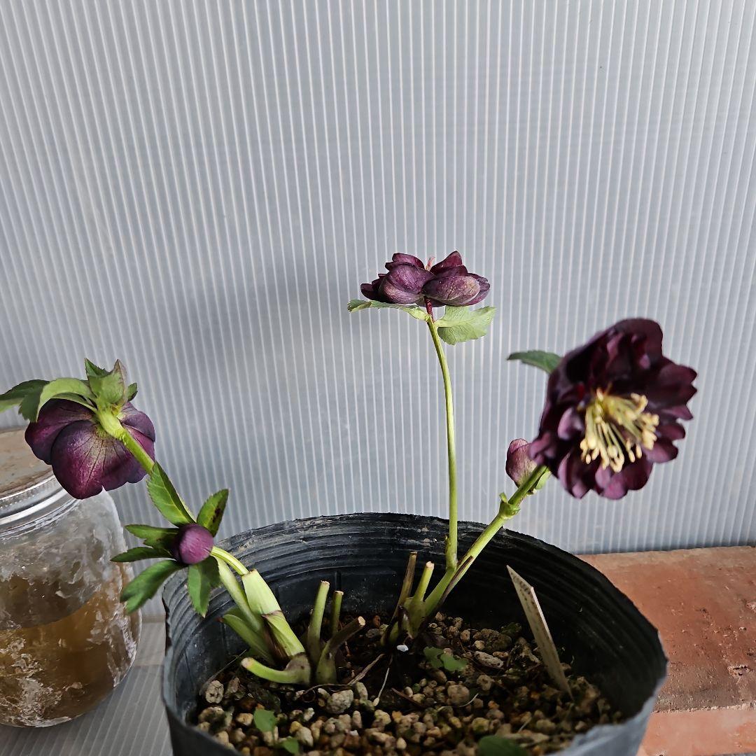 ぴくしー様ご購入苗✿㉖-29✿㉖-48㉖-407クリスマスローズ