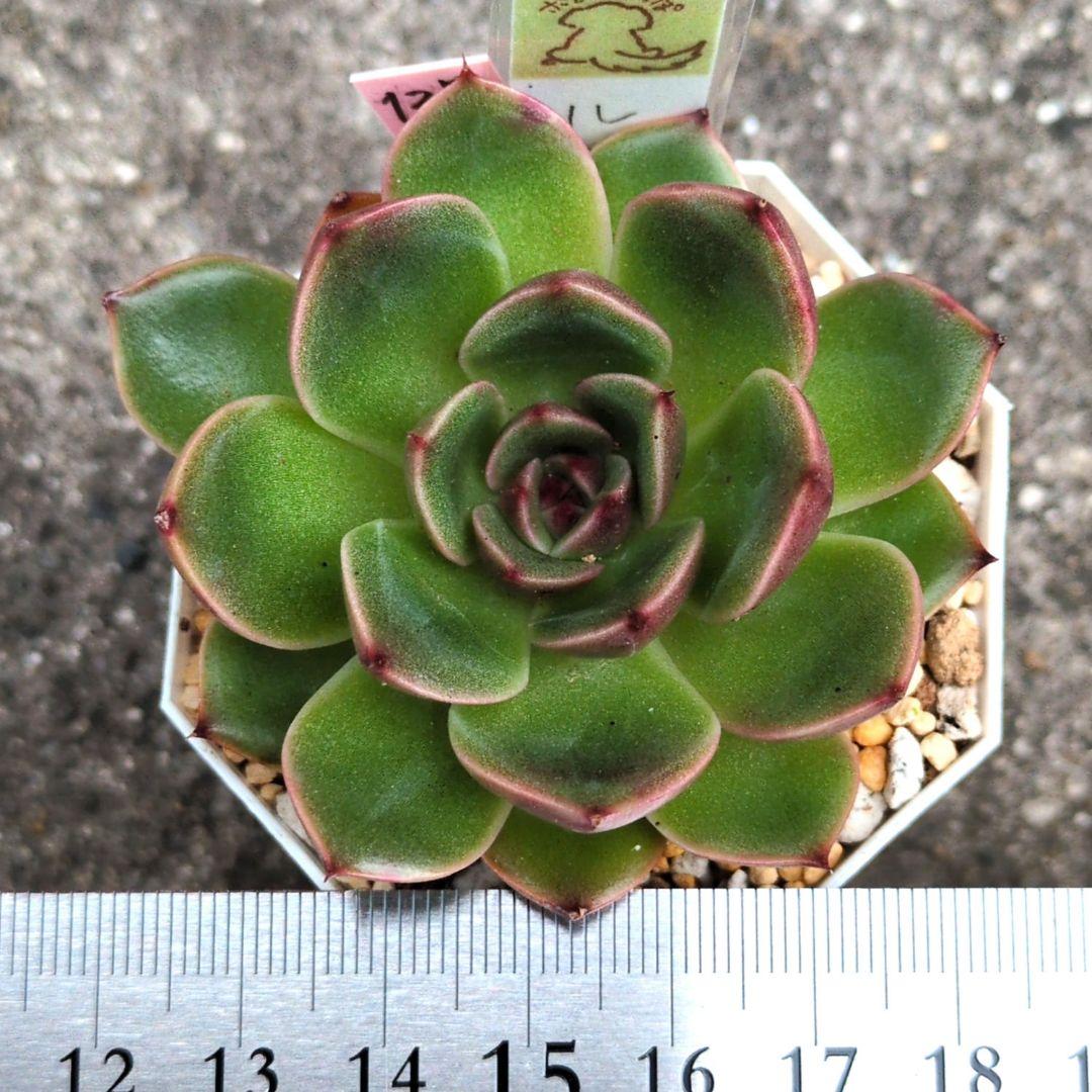 127. 多肉植物 ルドルフ 880円【抜き苗】