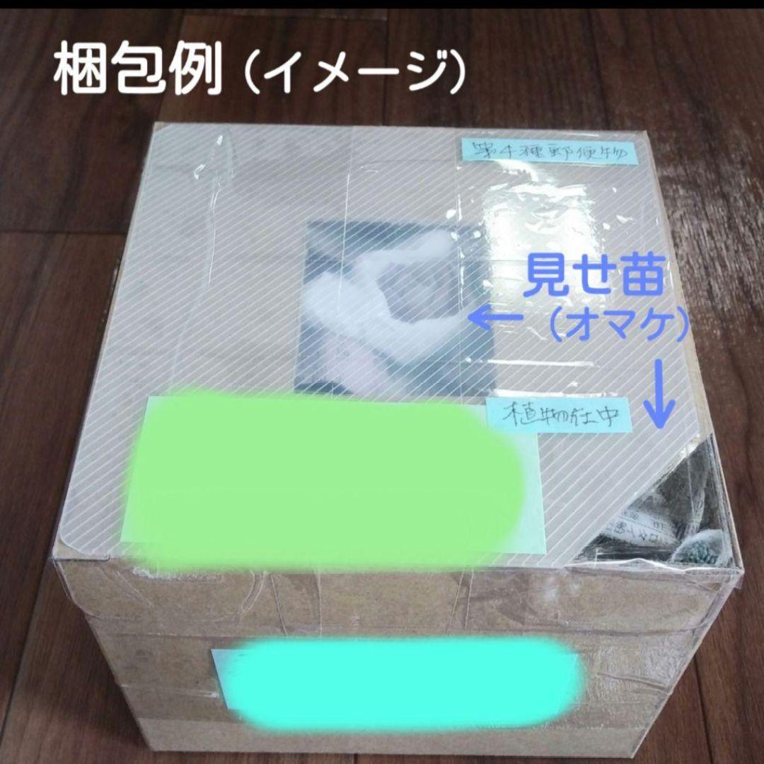 127. 多肉植物 ルドルフ 880円【抜き苗】