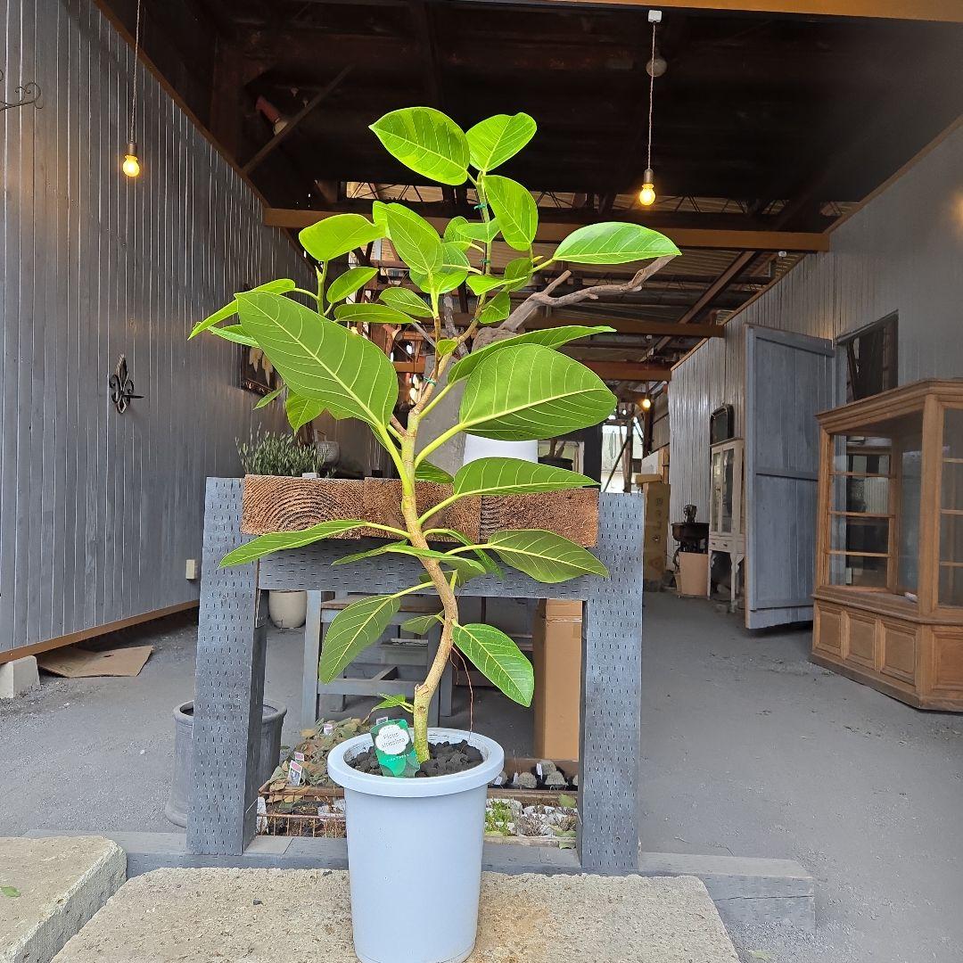 ③　フィカス　アルテシマ　8号　曲がり仕立て　特大苗木最高等級極上品‼️