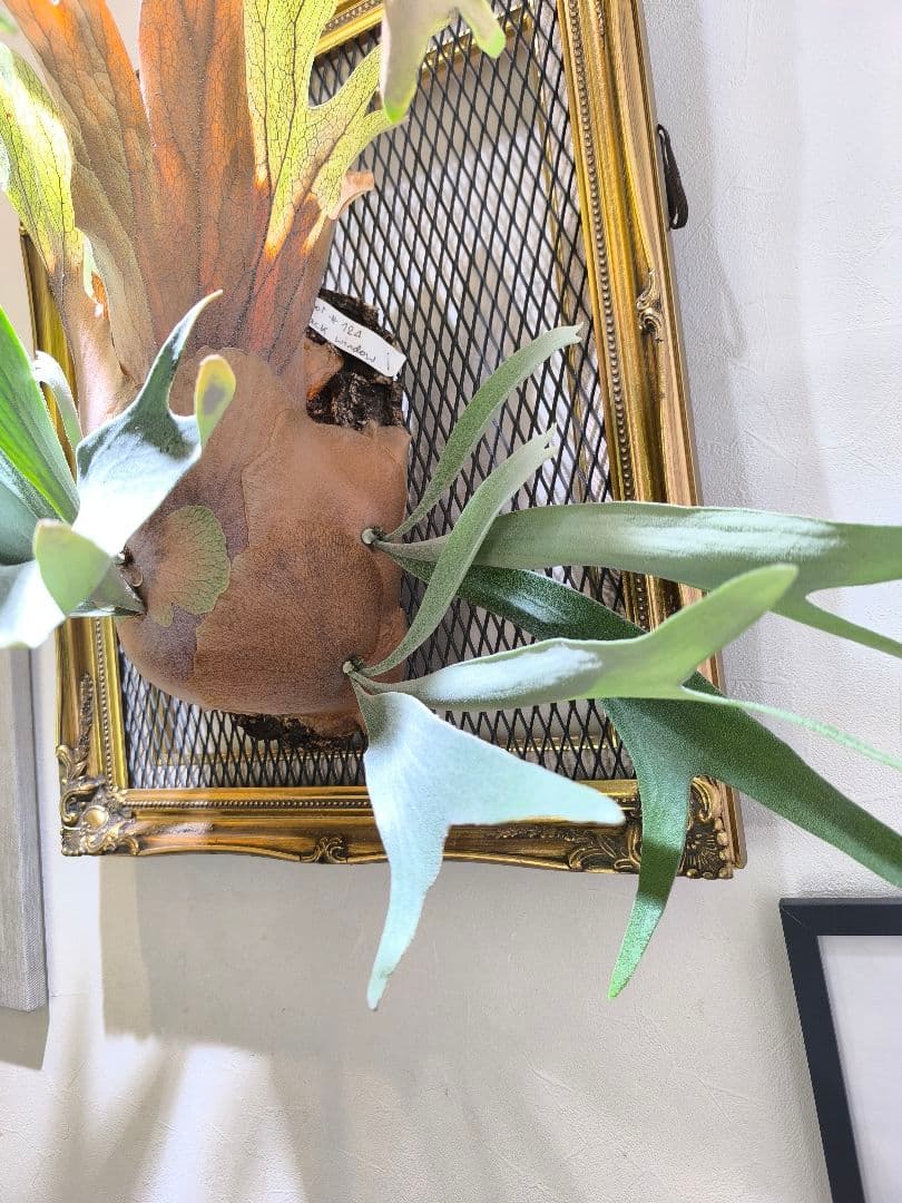 y*o様 P.Black Window