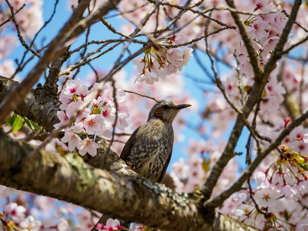 M.ZUIKO DIGITAL ED 75-300mm f4.8-6.7 Ⅱ