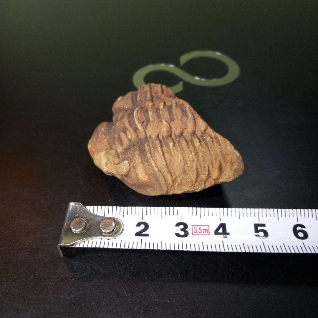 三葉虫　化石　fossil　ボリビア産　トライロバイト　Fossil番号③