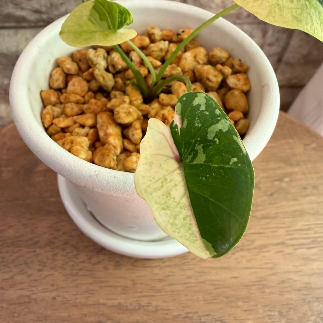 希少美斑コロカシア ファーストピンクcolocasia first pink