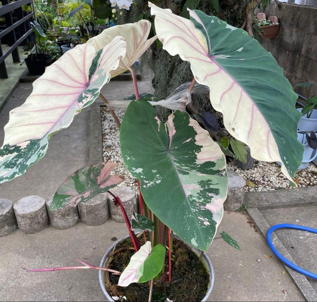 希少美斑コロカシア ファーストピンクcolocasia first pink