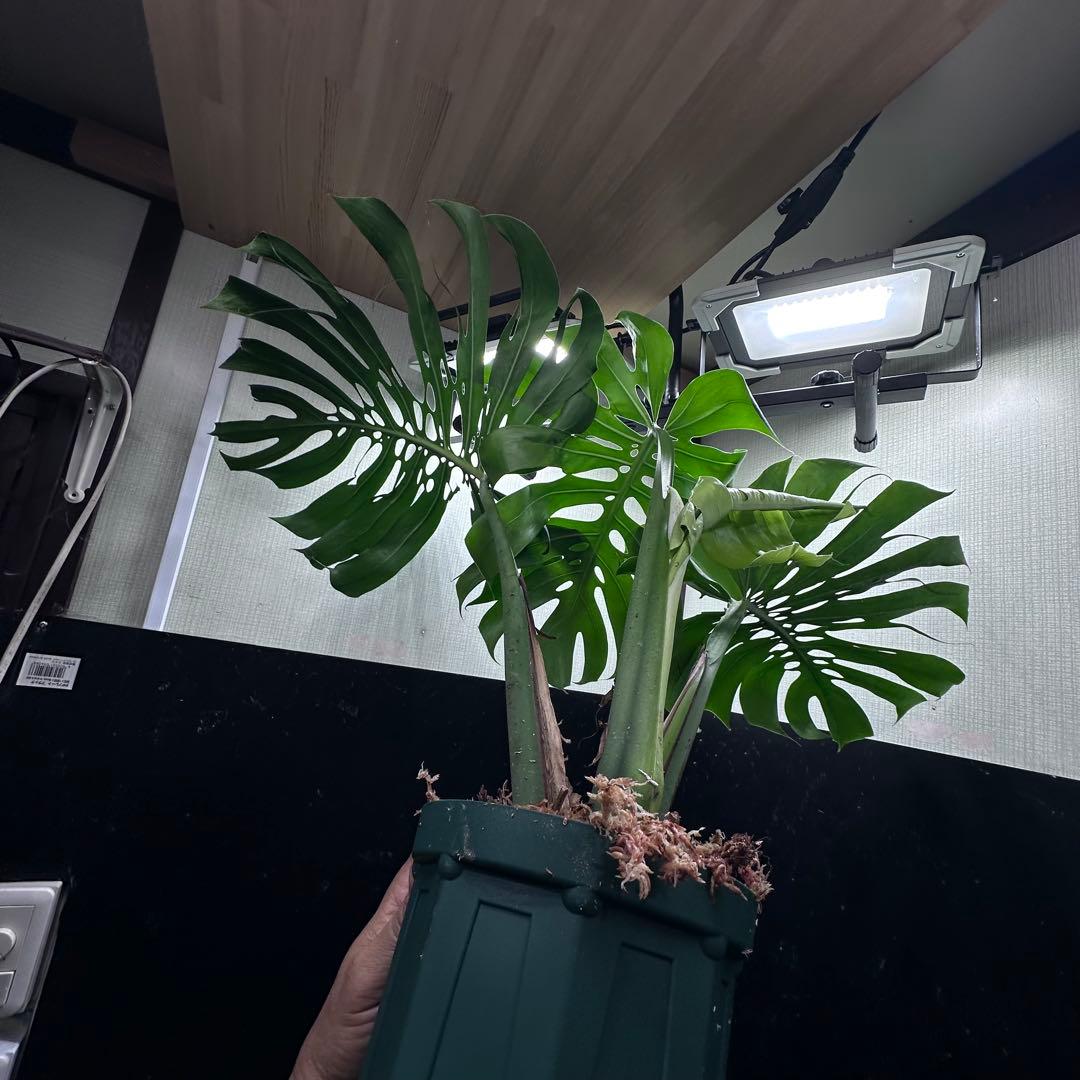 あ*さ様 モンステラデリシオーサマクロコズム超希少系統鉢植え71㎝