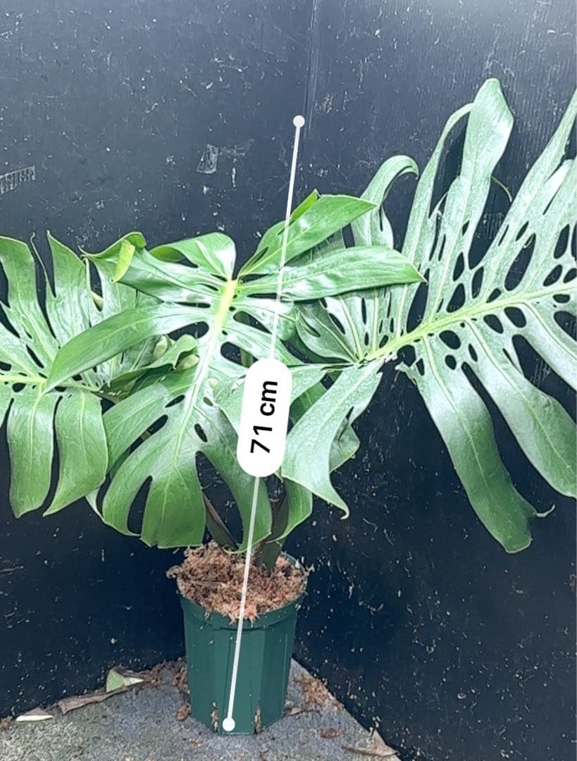 あ*さ様 モンステラデリシオーサマクロコズム超希少系統鉢植え71㎝