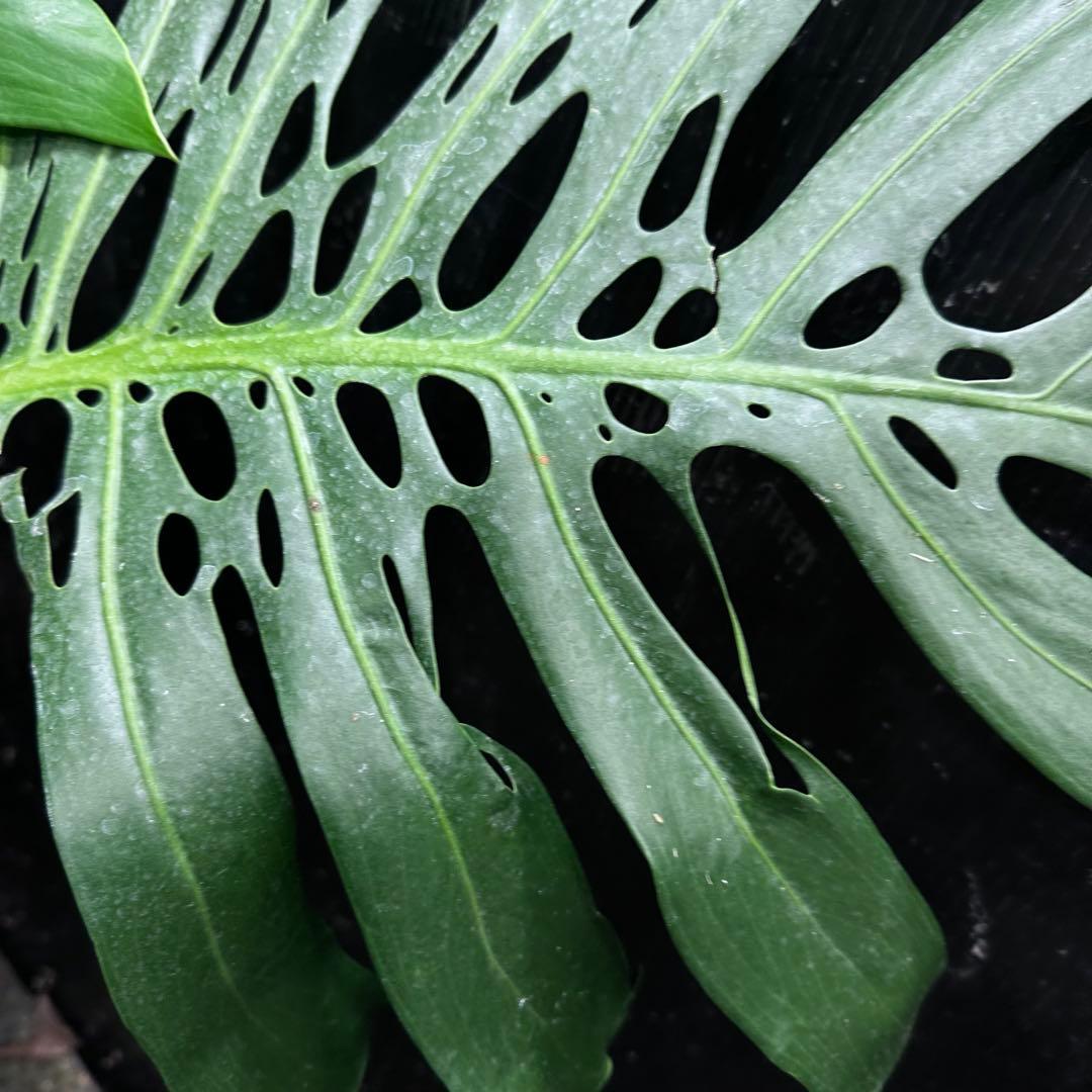 あ*さ様 モンステラデリシオーサマクロコズム超希少系統鉢植え71㎝