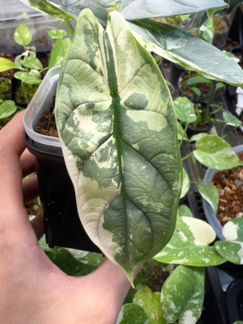 り*く様 希少 アロカシア シルバードラゴン アルボ