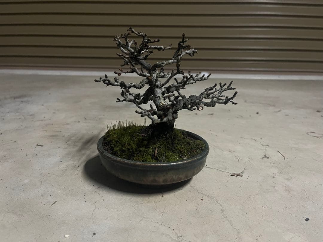 R*u様 300円スタート！長寿梅 盆栽