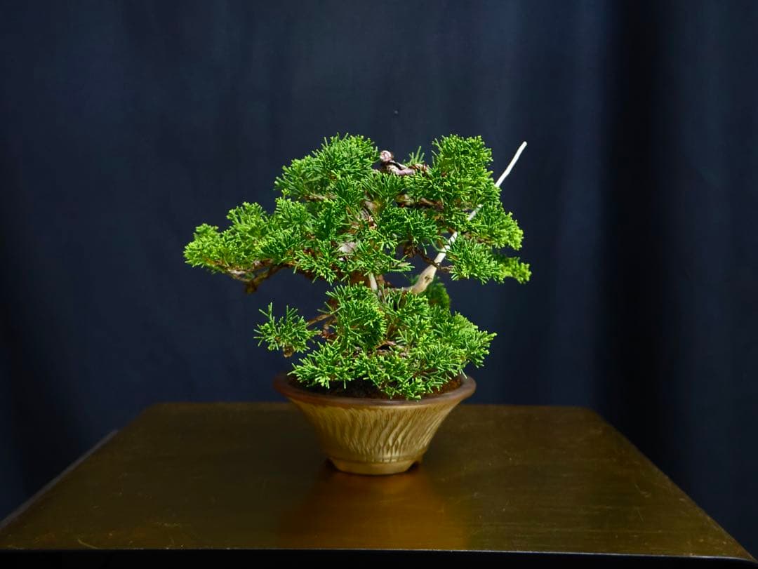 糸魚川真柏　小品盆栽　葉性抜群　盆栽　樹高17cm