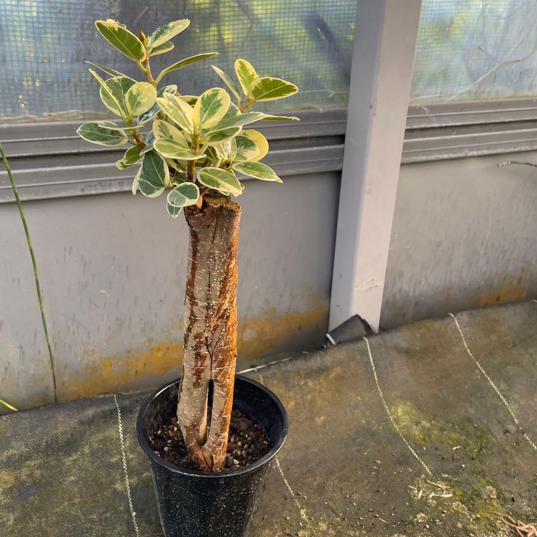 パンダガジュマル　斑入り　接木　3.５号