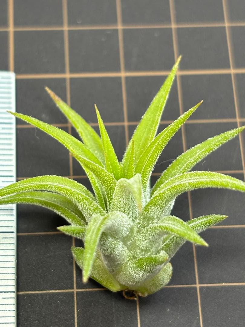 イオナンタ オレンジ　エアープランツ　チランジア