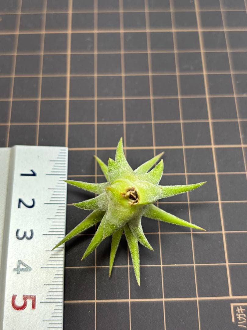 イオナンタ オレンジ　エアープランツ　チランジア