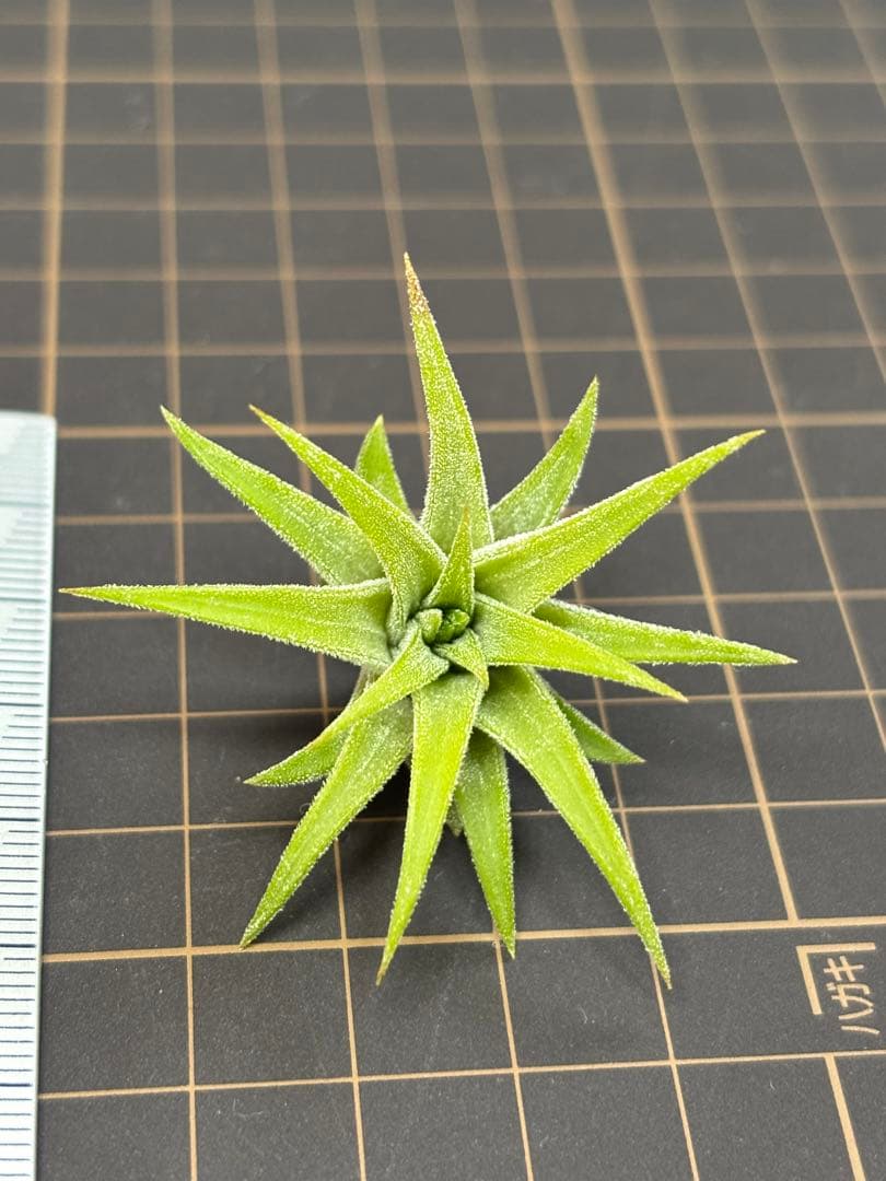 イオナンタ オレンジ　エアープランツ　チランジア