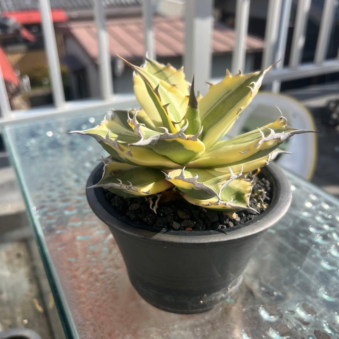 アガベ スナグルトゥース