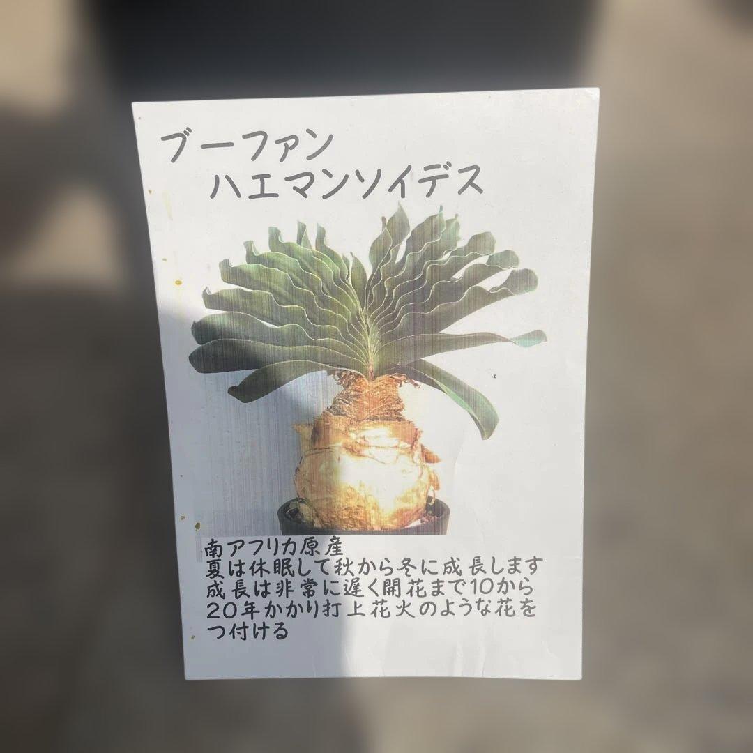 ブーファン ハエマンソイデス