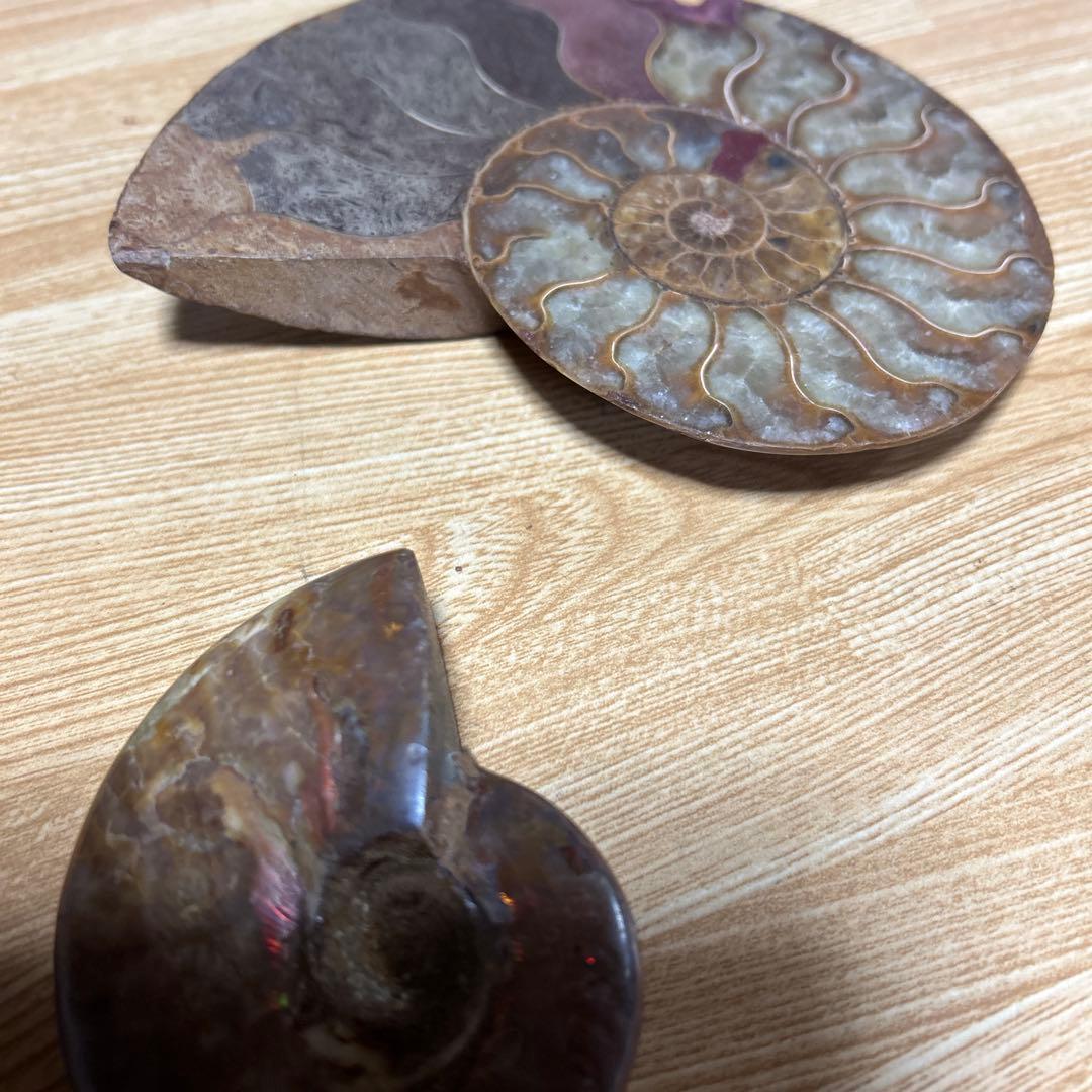 2点　化石　アンモナイト