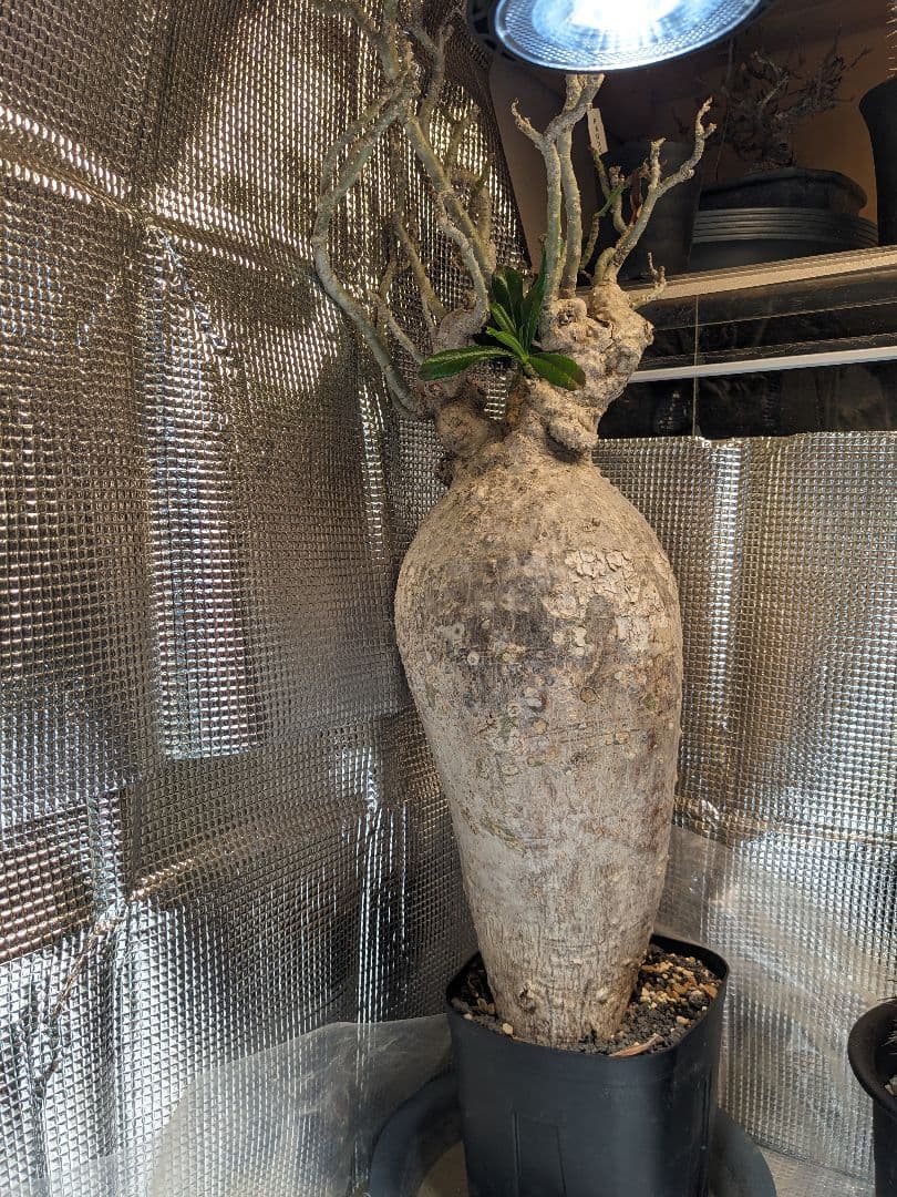 アデニウム.スワジクム