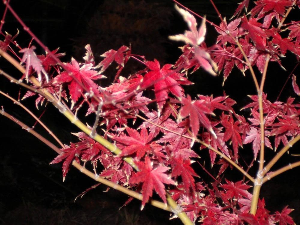 【単3電池で動く平成レトロなコンデジ】PENTAX optio M10